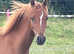 Chestnut Filly British Riding Pony