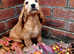 Show Cocker Puppies Vaccinated Ready to leave.