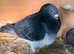 Breeding pairs for sale