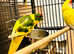 Beautiful young Kakriki parrot