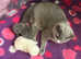 British shorthair kittens