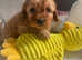 Cavapoo Boy & girl