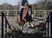 Cwmhir Wicked 122cm 4 years old