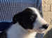 Pure border collies ready now