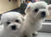 I have 2 beautiful girl Maltese for sale