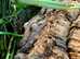 Giant Leaf-tailed Geckos Uroplatus (Pair)