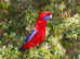 Australian Parakeets for Pleasure and Profit