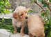 Beautiful chunky golden retrievers for sale