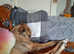 Tia greyhound x lurcher