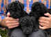 Kerry blue terrier puppies
