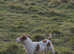 Jack Russell dog at stud