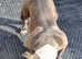 American bully micro height