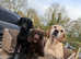 Puppies for sale