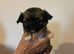 Beautiful chihuahua pups