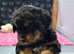 Bernedoodle puppy