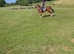 ****SUIT TEENAGER COMING OFF PONIES Classy 15.2h 4yo reschooled Irish TB filly only raced once