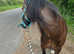 13/13.1hh looking for new home