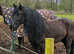 Head turner hairy fell pony (not a child's ride)