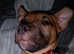 Staffie cross...bull mastiff