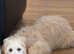 Goldendoodle f1**reduced**