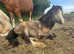 Welsh A maesderi hambon