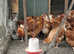 Offer on 10hen