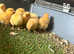 Buff Orpington chicks as hatched