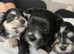 Playful Morkie Puppies ( 1 male )