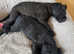 Lakeland terrier puppies for sale