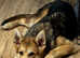 Saarloos Wolfdog 7 months