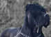 Cane corso pubs pure blood breed