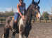 Beautiful project kwpn mare