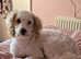 Beautiful loving cavapoo 11 mth old