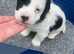 Sealyham terrier