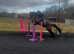 Attractive 16.1/16.2 Irish sport horse gelding