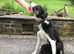 Boy collies ready now ISDS registered  Mum and Dad DNA tested and health checked