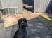 Eleven months old kc reg wirehaired pointer