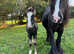Super Traditional Cob Mares
