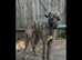 Saluki  for sale