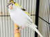 Canaries