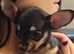 Tiny chihuahua female