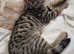 2 cats for sale