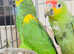Stunning young blue fronted Amazon parrot