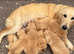 Health tested KC registered Golden Retriever Puppies