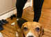 Beagle for rehoming