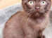 Very rare Havana brown chocolate female kitten