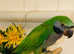 Beautiful young derbayn parrot
