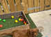 Working cocker spaniel
