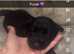 5 weeks old kc registered Scottish terrier puppies for sale