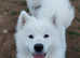Stunning KC Samoyed pups for sale. (Last few left)